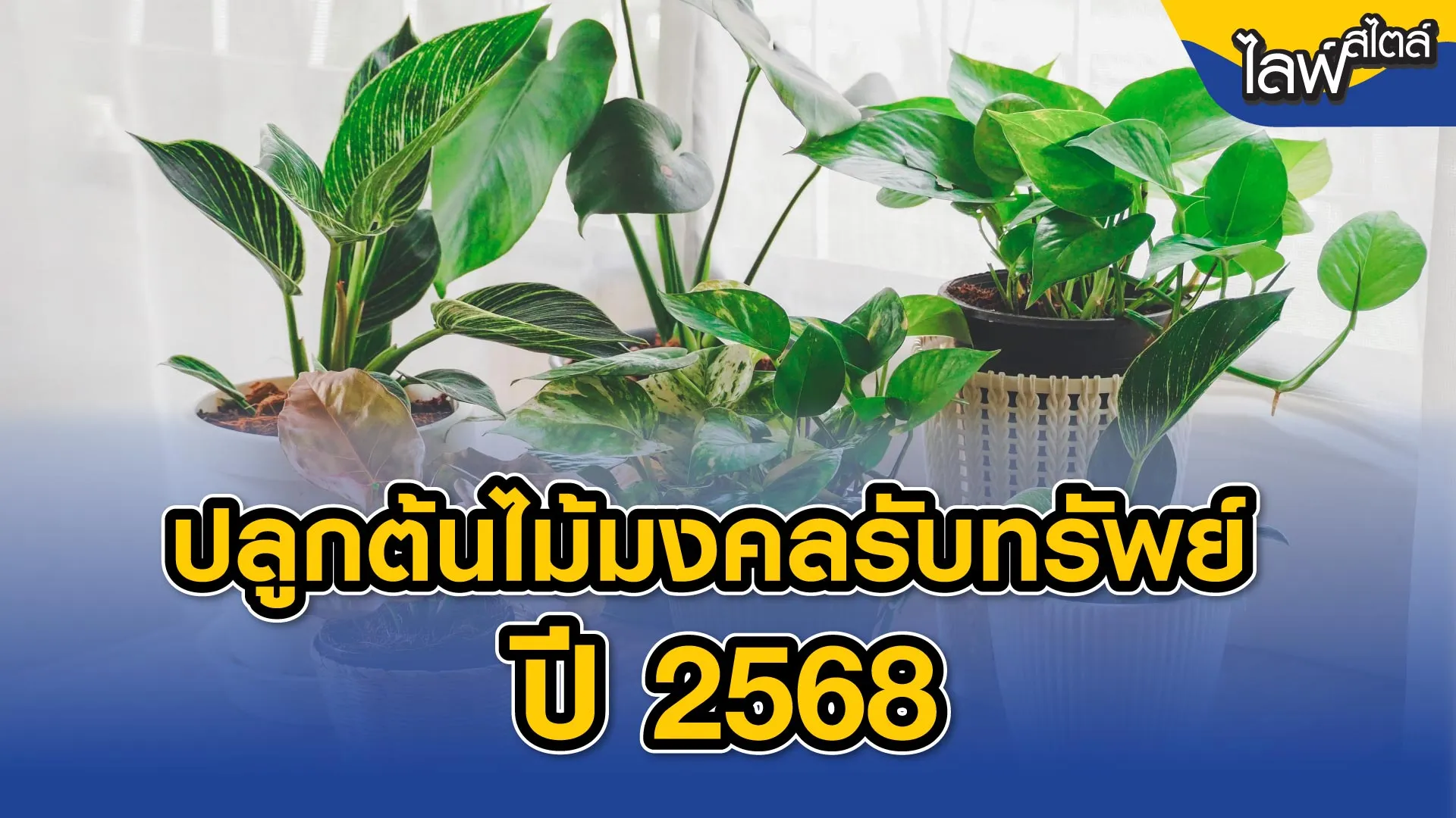 ต้นไม้มงคล 2568