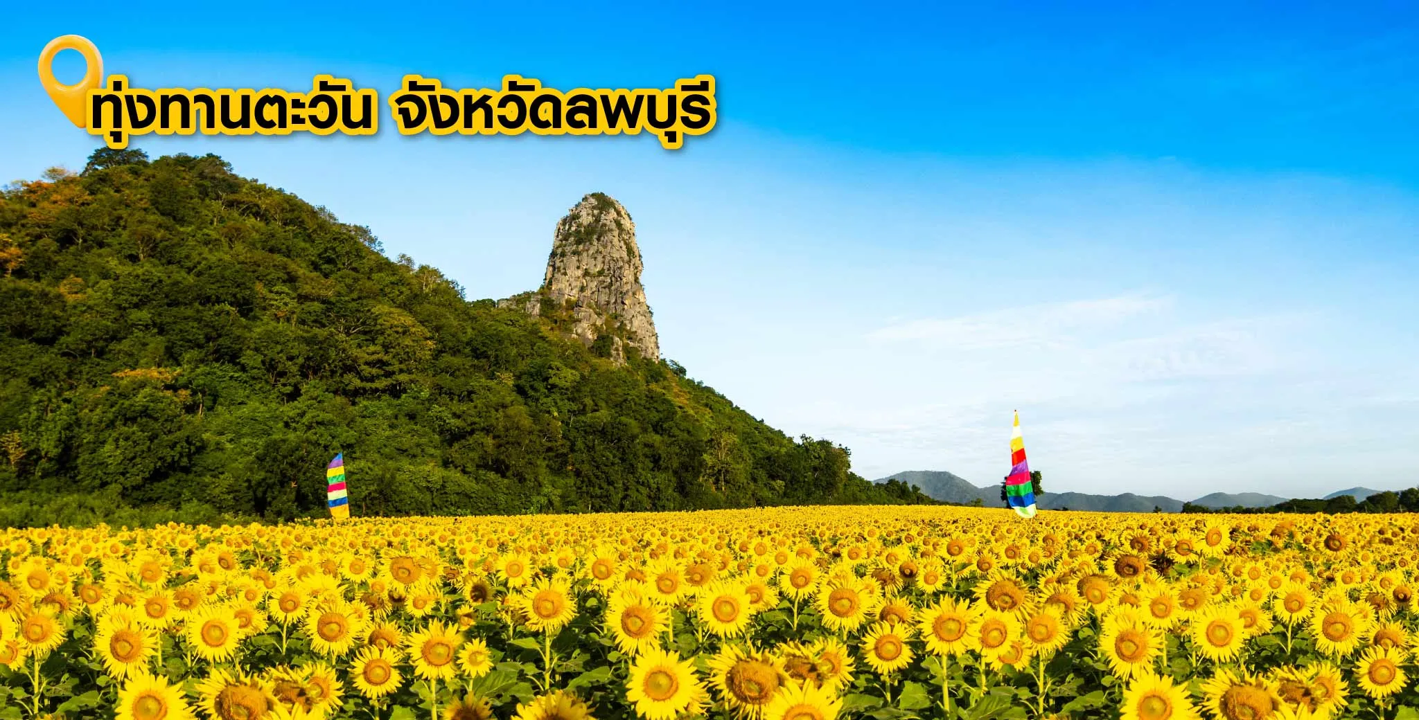 ทุ่งทานตะวัน จังหวัดลพบุรี