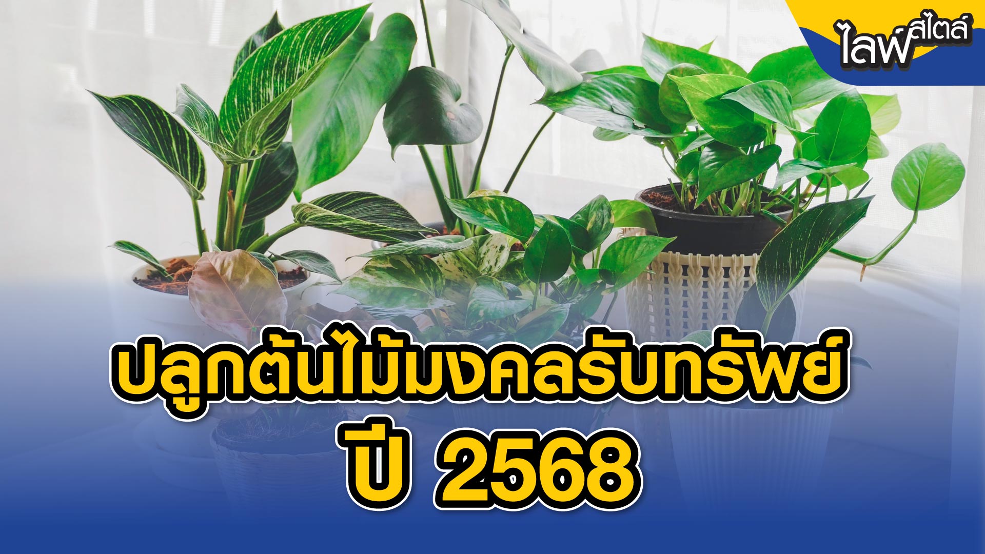ปลูกต้นไม้มงคลรับทรัพย์ ปี 2568