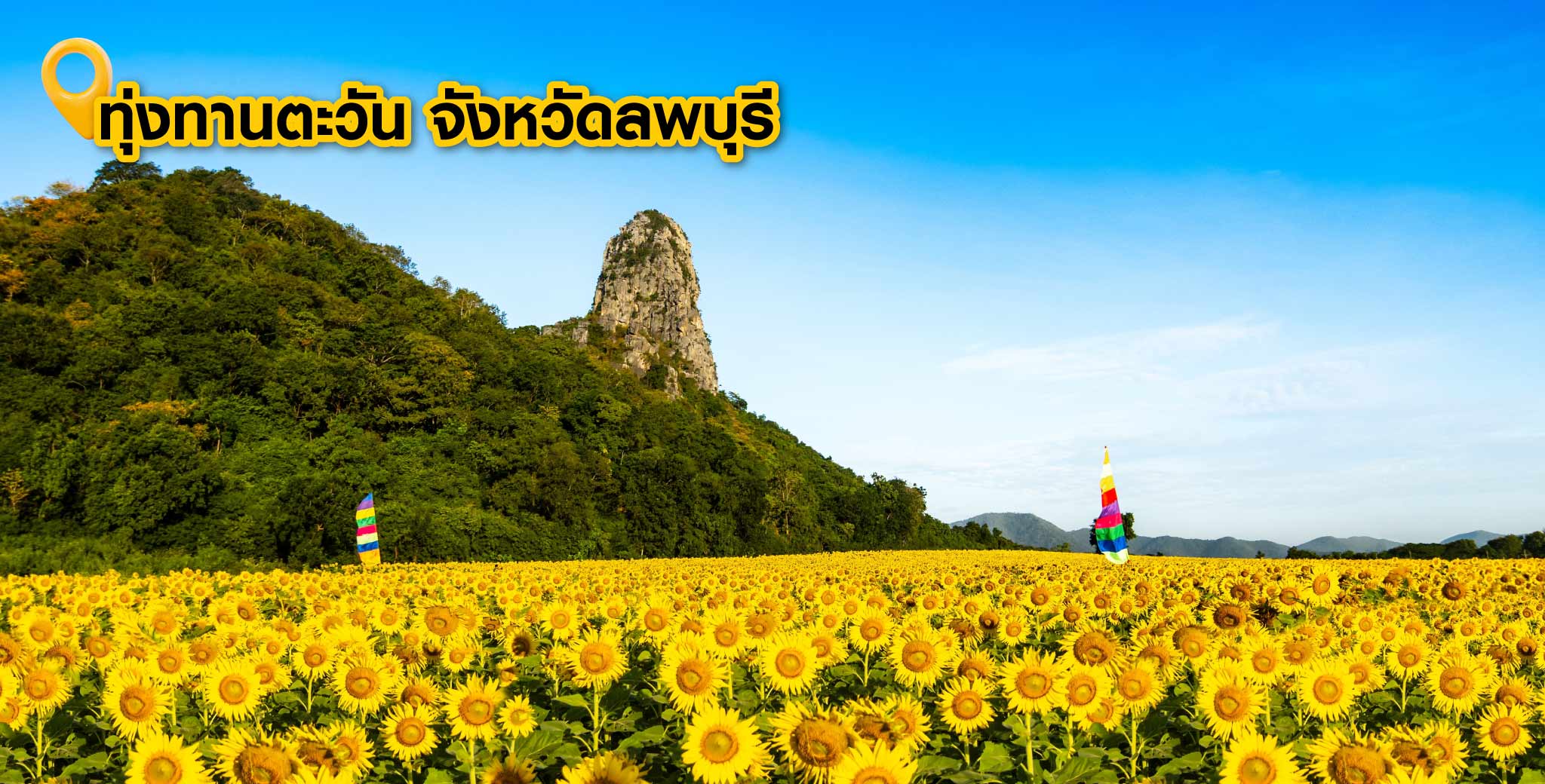 ทุ่งทานตะวัน จังหวัดลพบุรี